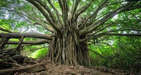Tree with big roots